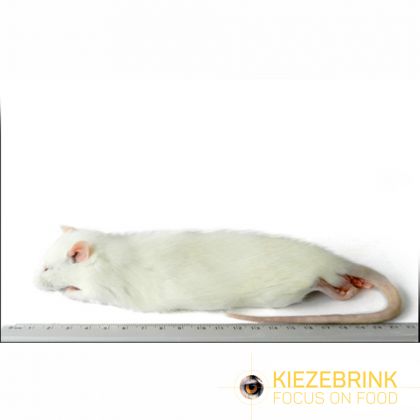 Kiezenbrink Regular Rat 150-250g Stuk enkel afhaling wit - bruin voeding roofvogels